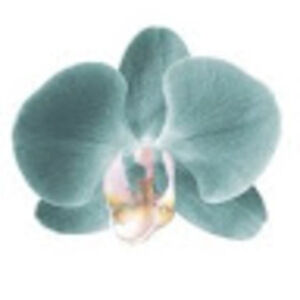 Meet your Posher, Guadalupe